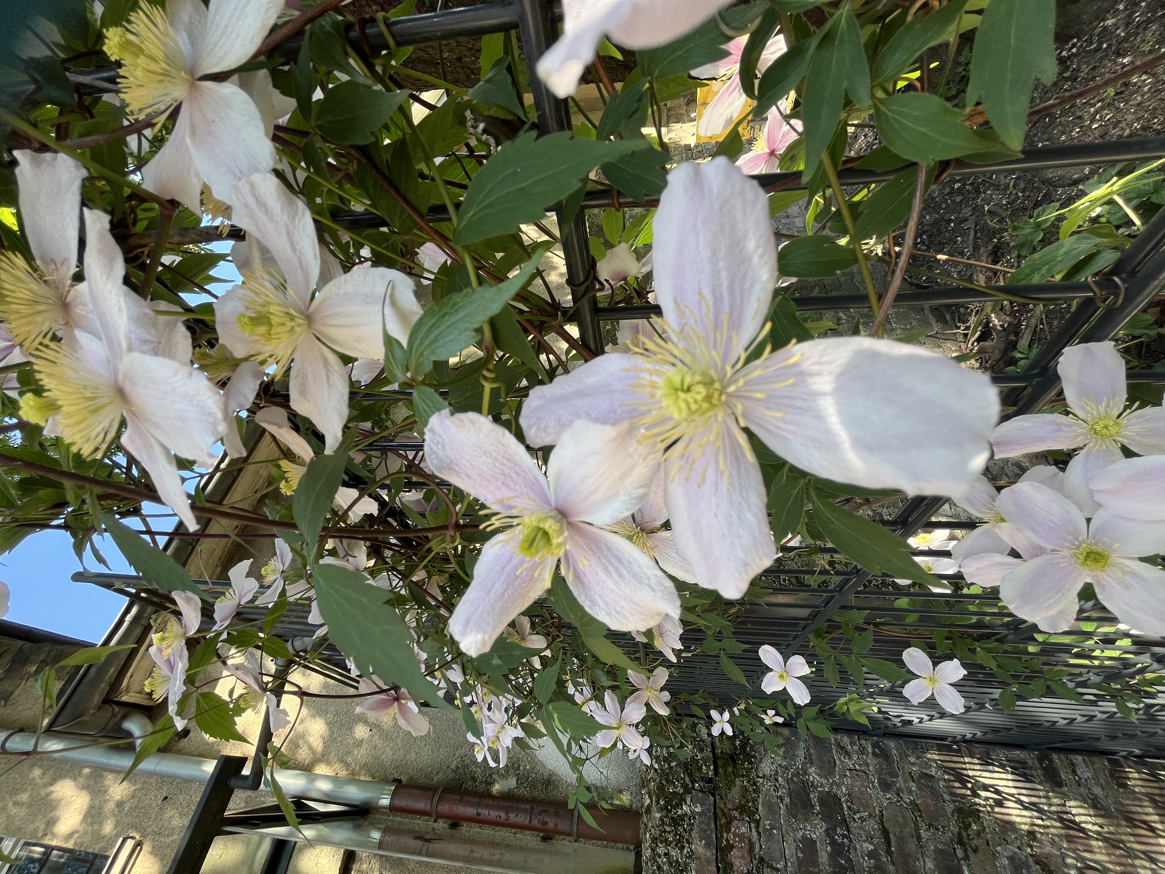 Clematis