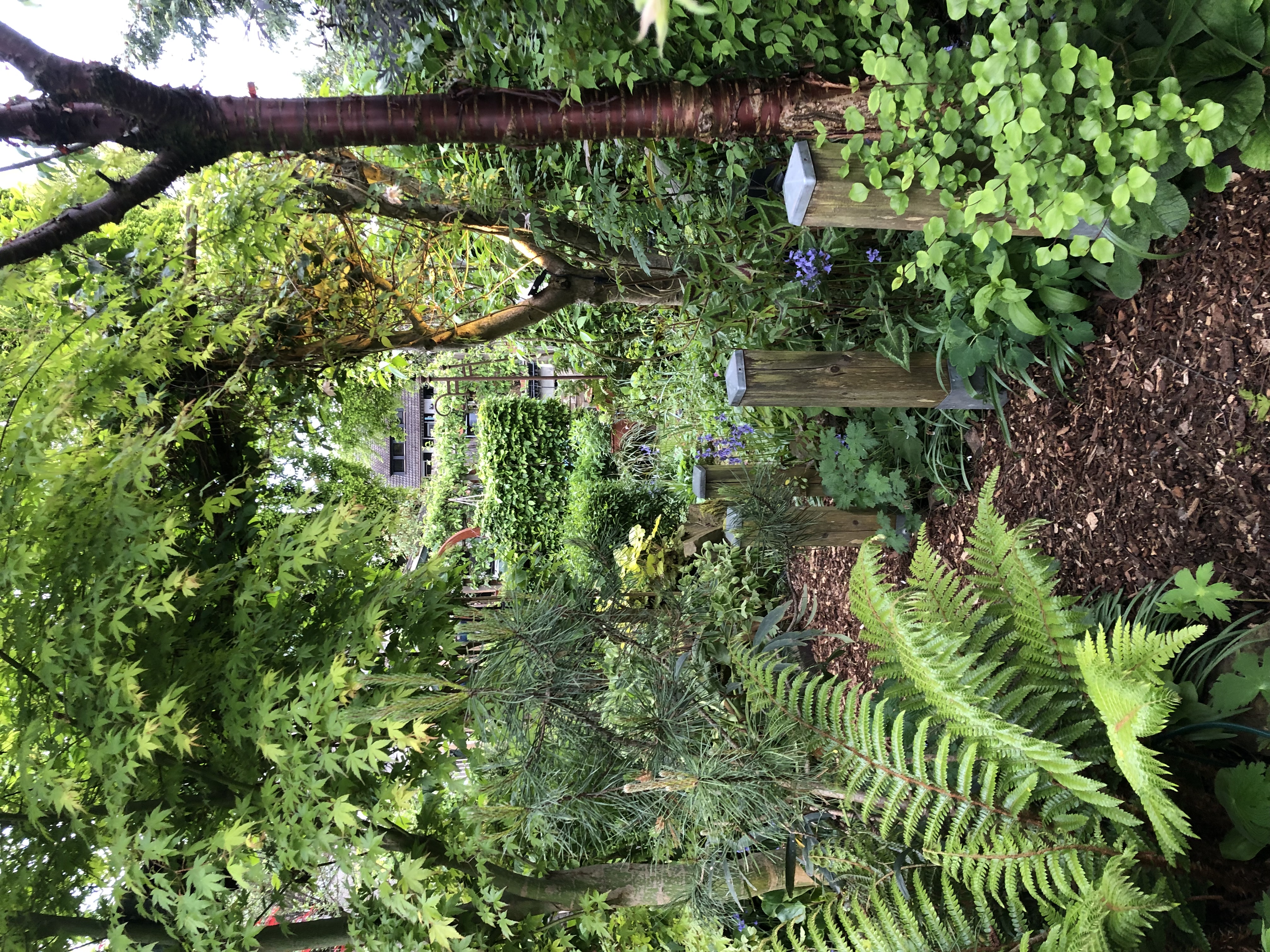 Bäume in einer Ecke eines Gartens im Sommer 