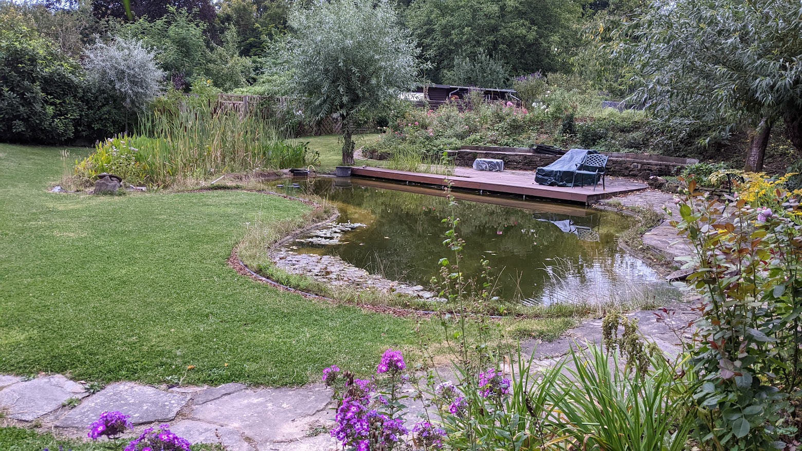 Ein natürlicher Garten mit einem geschwungenen Schwimmteich. Der Teich ist von Rasen, blühenden Stauden und Bäumen umgeben. Auf der rechtren Seite befindet sich ein Holzdeck mit Gartenmöbeln, teilweise abgedeckt. Im Hintergrund dichter Bewuchs mit Rosen und Gehölzen.