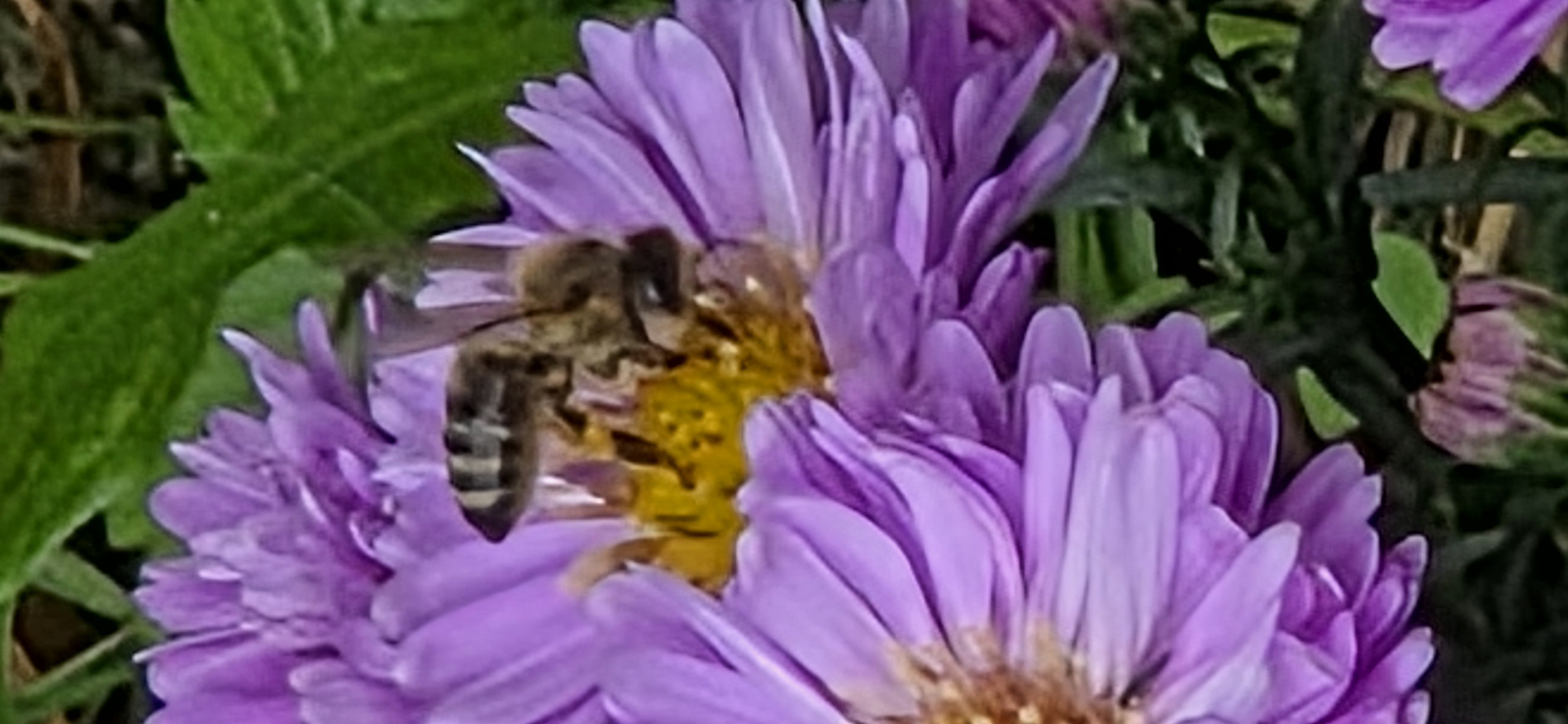 Naturfoto