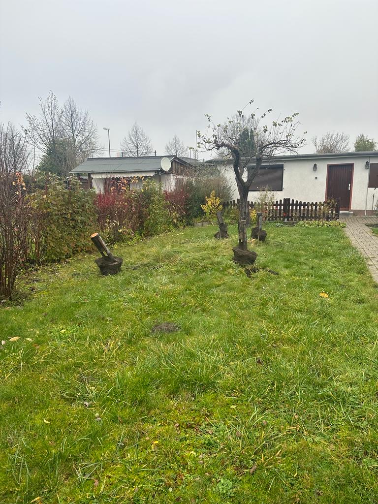 Platz für neue Bäume