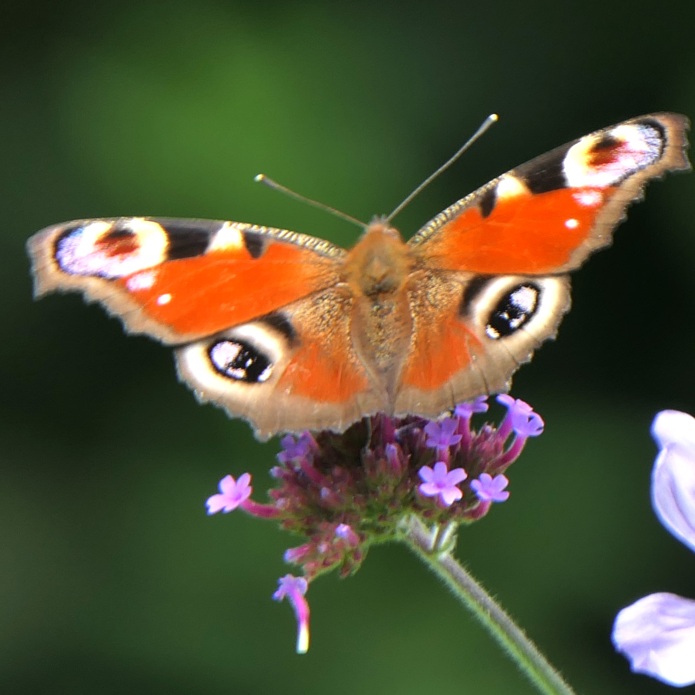 Schmetterlingsspirale Recklinghausen Tagpfauenauge