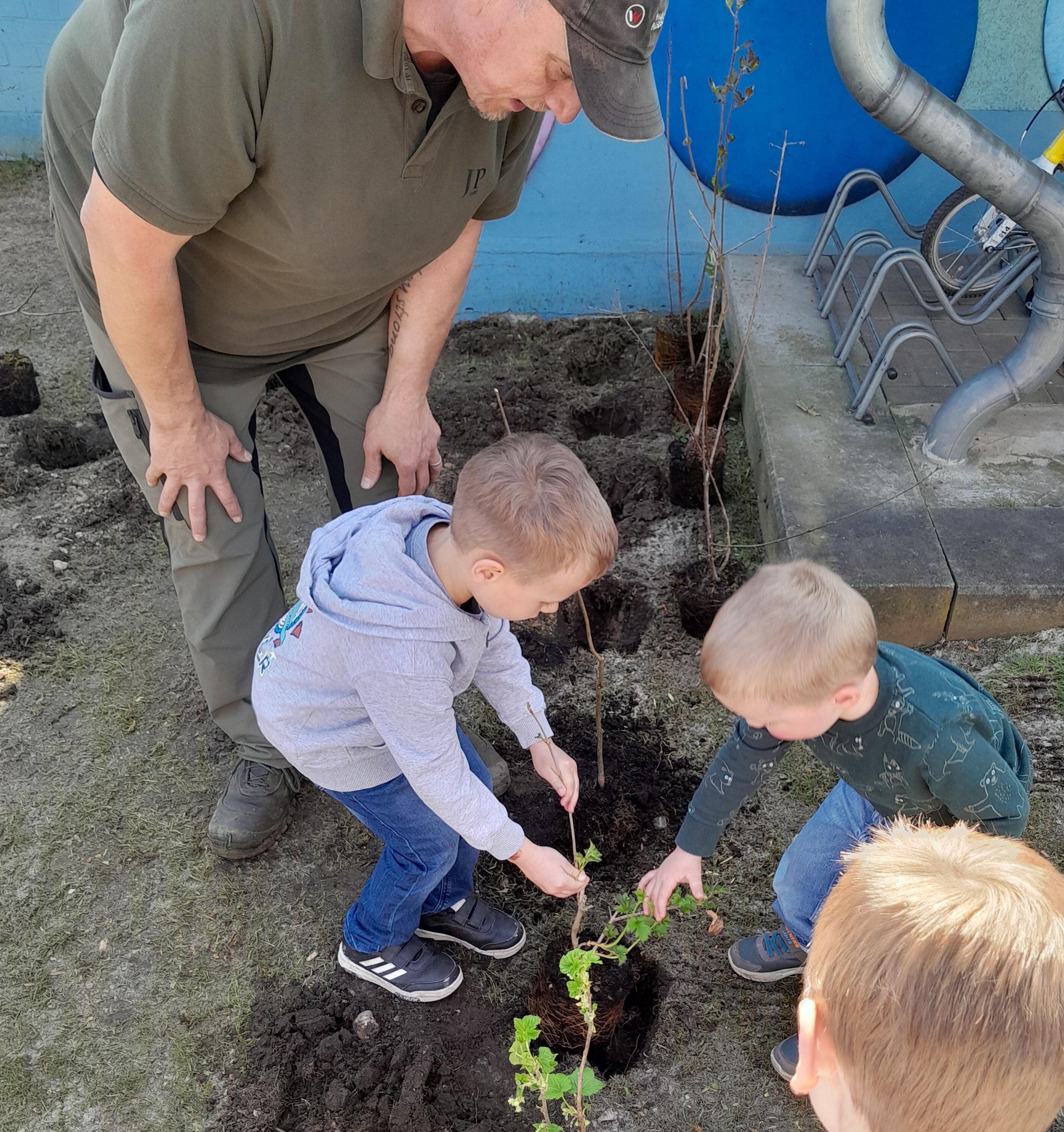 Klimabäume werden an der Kita Vierzehnheiligen in Bochum in einer Gemeinschaftsaktion eingepflanzt.