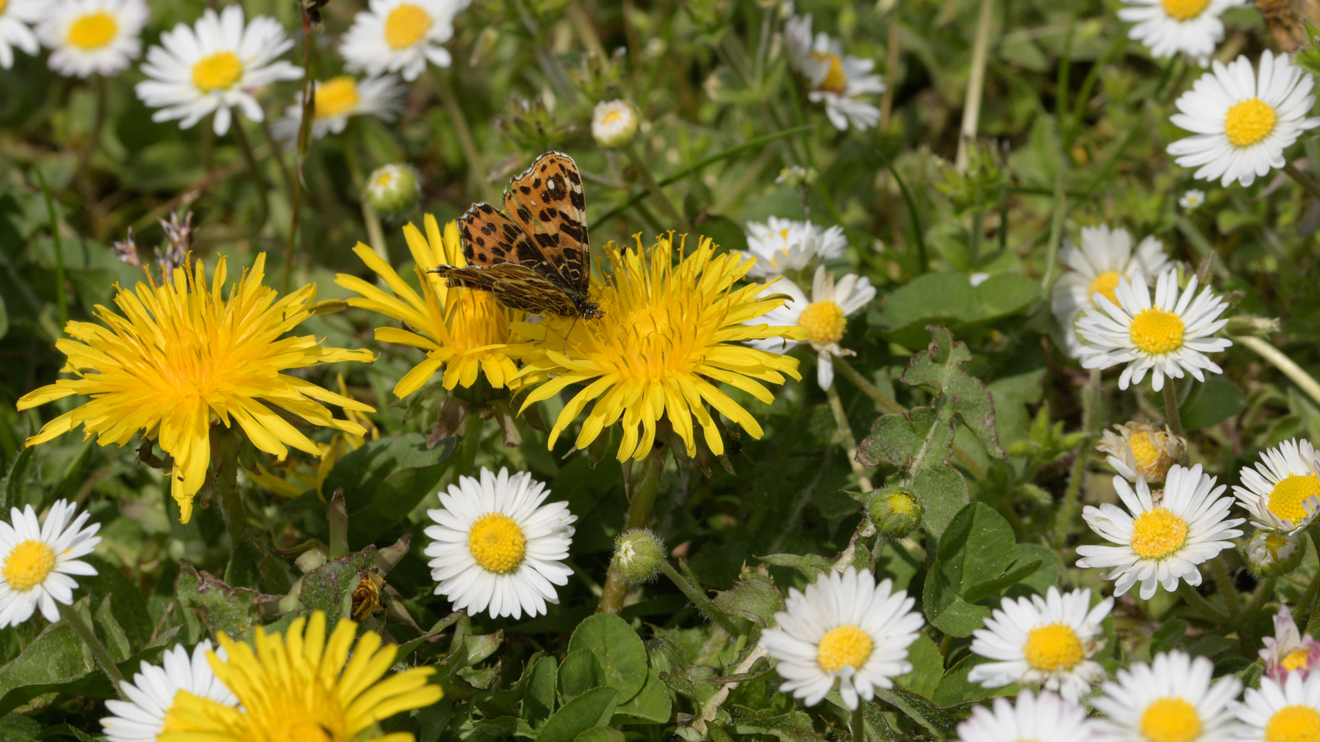 Ein Schmetterling der auf einer Löwenzahnblüte in einem Kräuterrasen mit Gänseblümchen und weiteren Löwenzähnen sitzt.