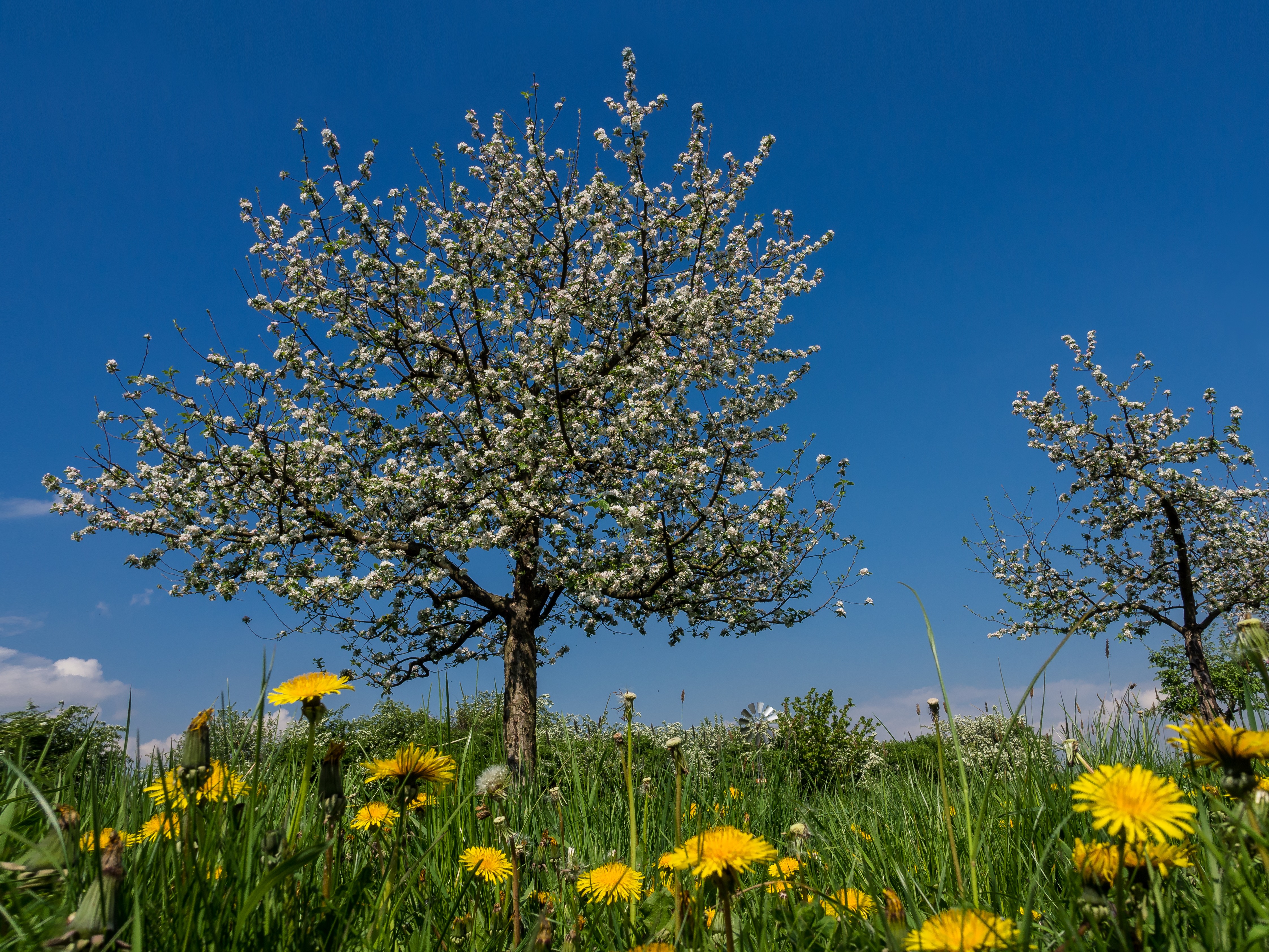 Blühender Obstbaum aus der Froschperspektive