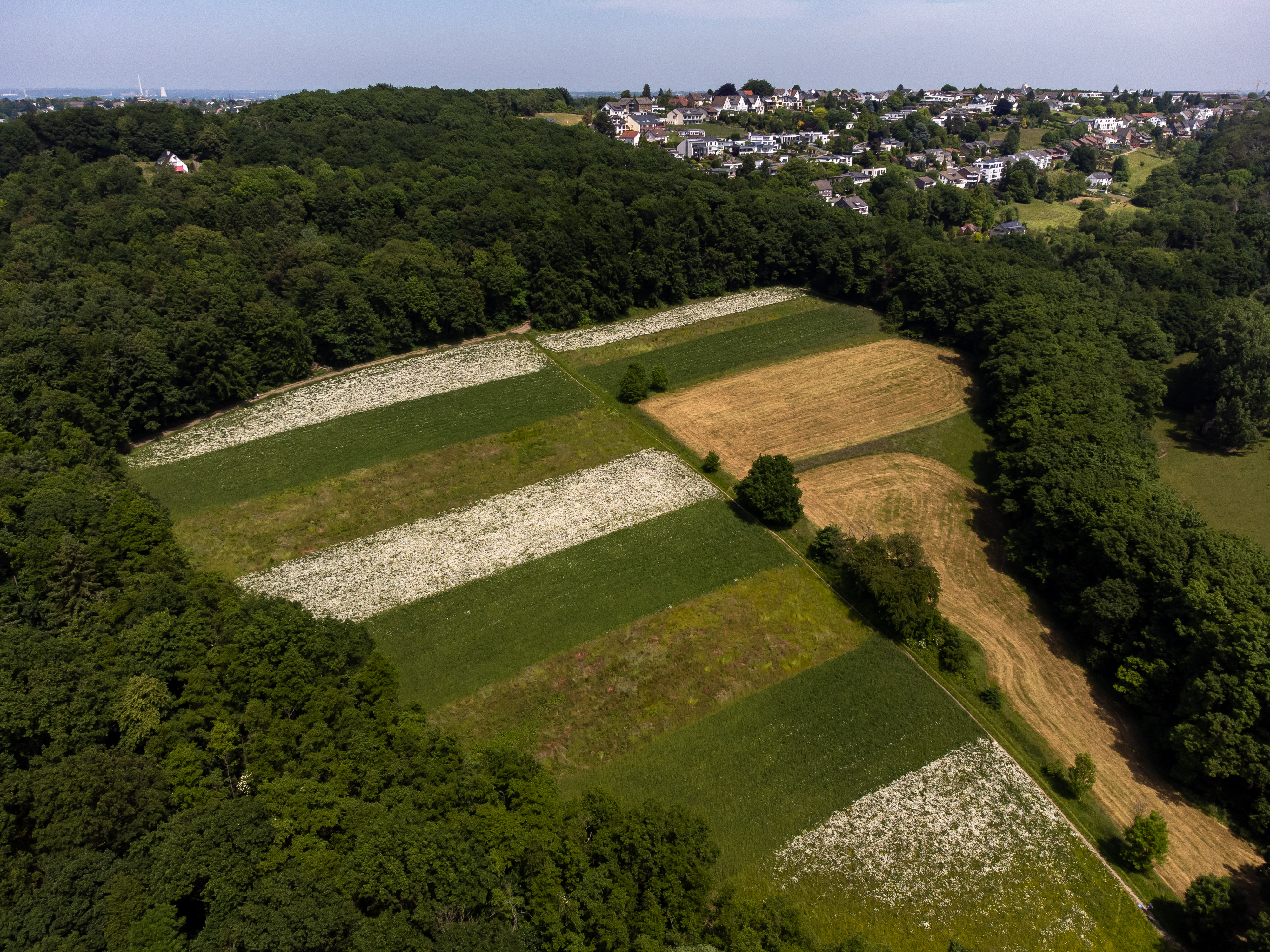 Luftbildaufnahme mehrerer Ackerschläge mit Blühstreifen