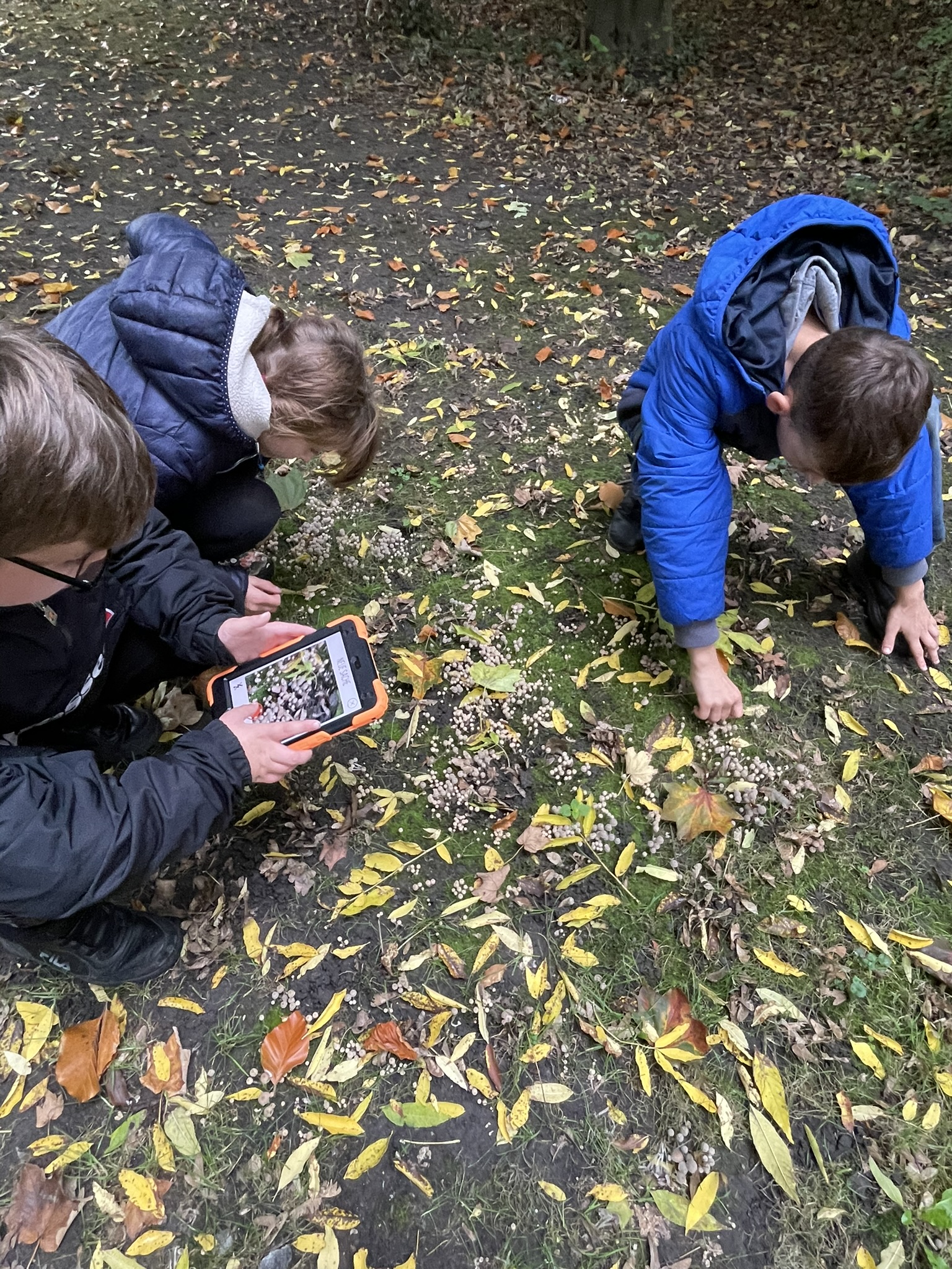 Kinder erforschen und entdecken Pflanzen in ihrem Quartier