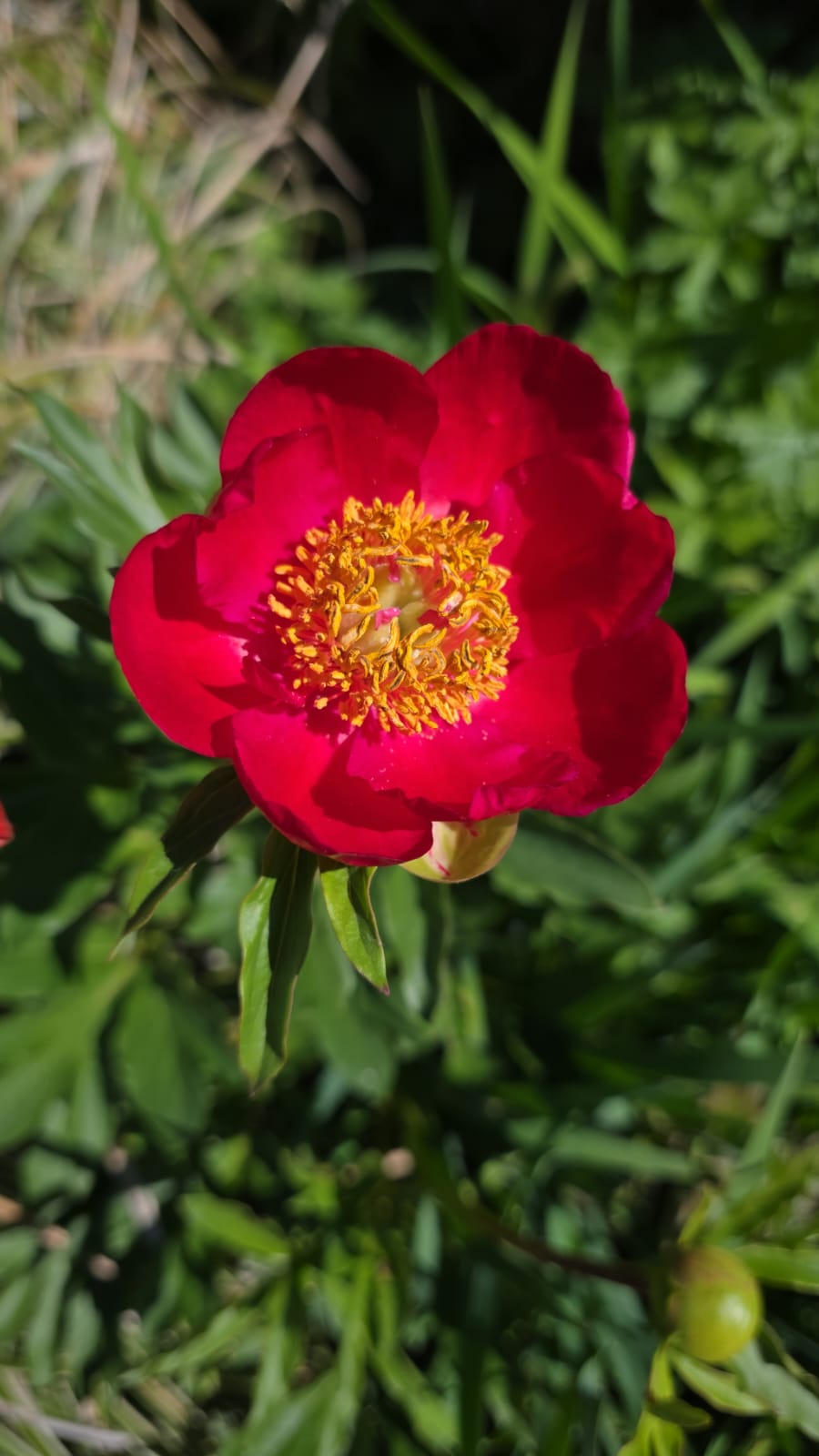 Blume Rote Blüte