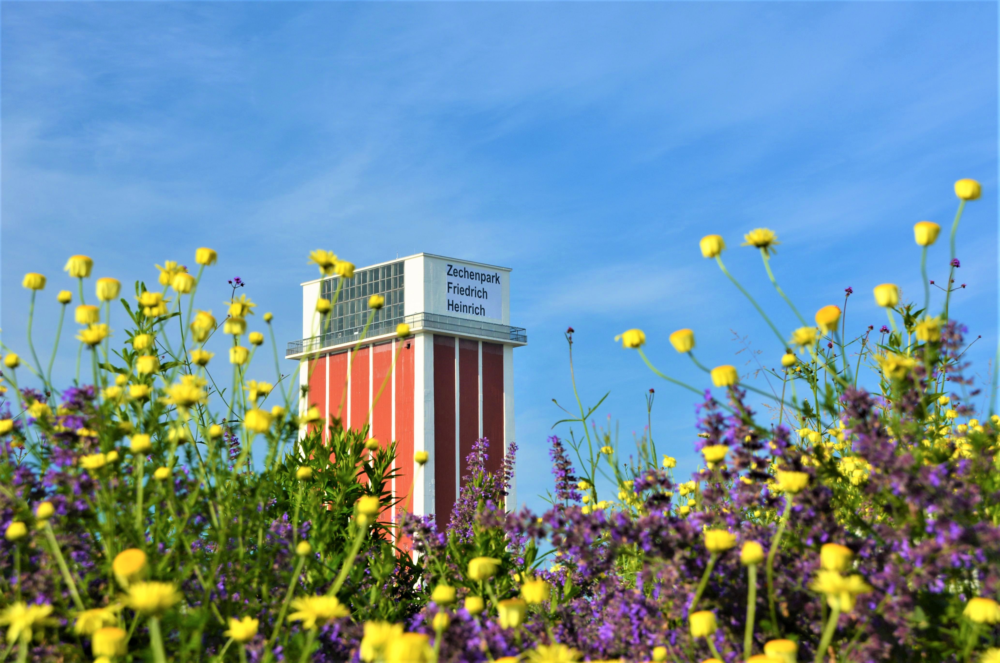 Im Hintergrund der Förderturm im Zechenpark Friedrich Heinrich mit Schriftzug, im Vordergrund gelbe und violette Blumen